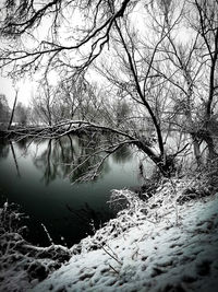 Bare tree in forest during winter