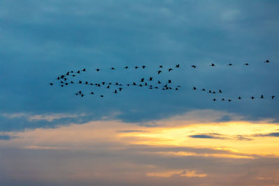 Low angle view of birds flying in sky