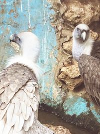 Close-up of owl perching on wall