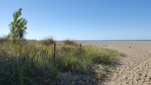Grass growing on beach against clear blue sky