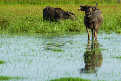 Sheep in a lake