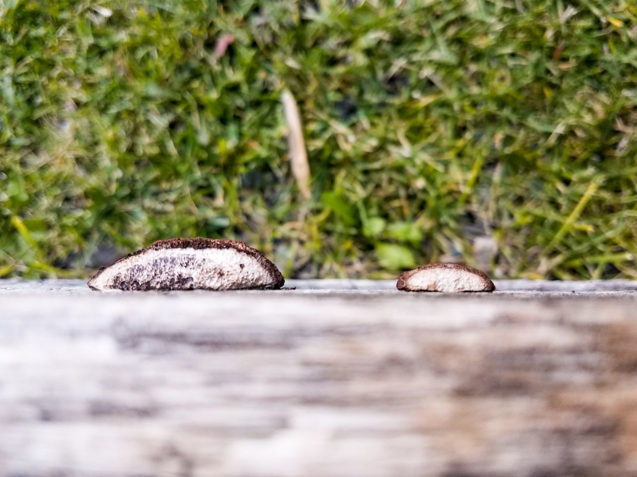 CLOSE-UP OF SNAKE ON ROCK