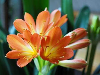 Close-up of flower blooming outdoors