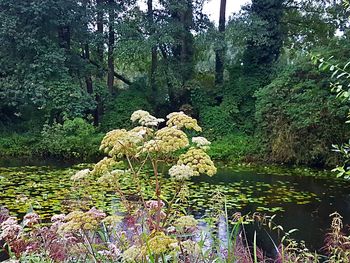 Flowers growing on rock by lake in forest