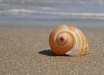 Close-up of snail on beach