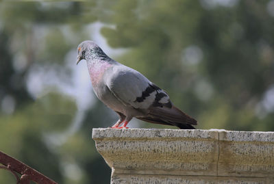 Close-up of pigeon perching on railing against wall