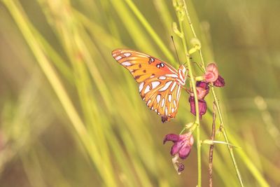 Close-up of butterfly pollinating on flower