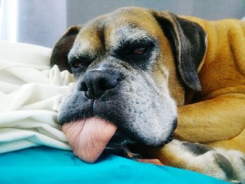 Close-up of dog resting