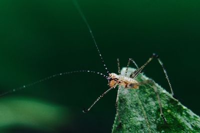 Close-up of spider on web