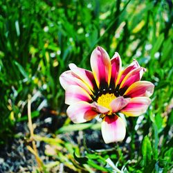 Close-up of pink flower blooming outdoors