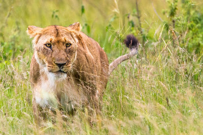 Alert lioness looking away