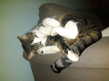 Close-up of cat relaxing on floor