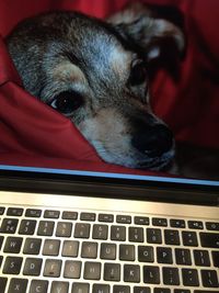 Close-up portrait of a dog