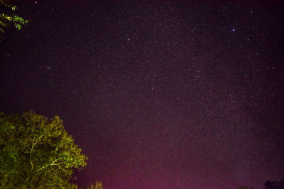 Low angle view of trees against sky at night