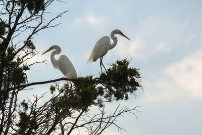 Low angle view of birds perching on tree