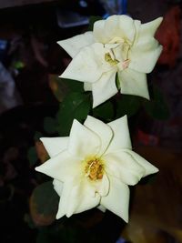 Close-up of white rose