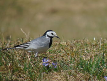 Close-up of bird perching on a field