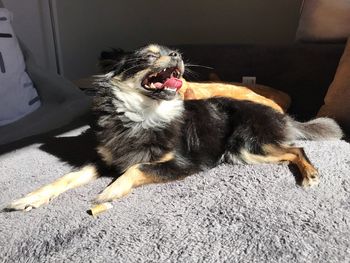 High angle view of dog yawning