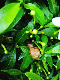 Close-up of snail on plant