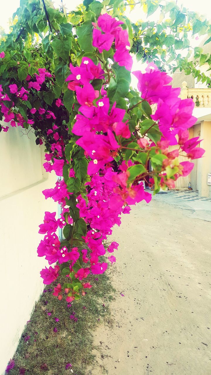 flower, pink color, nature, no people, outdoors, growth, day, fragility, close-up, beauty in nature, freshness