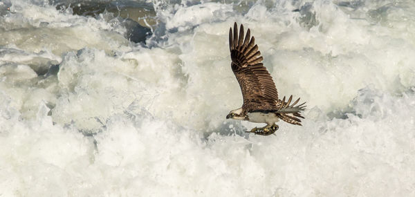 Osprey flying over sea