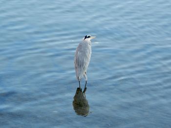 Huron perching on a lake