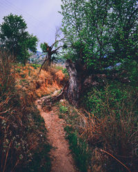 Footpath amidst trees in forest