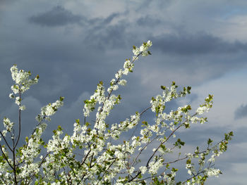Low angle view of white flowering tree against sky