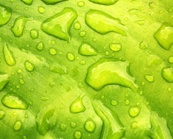 Full frame shot of raindrops on leaf