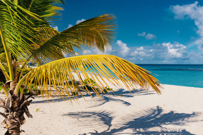 Palm trees on beach against sky