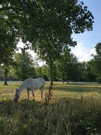 Horse grazing in field