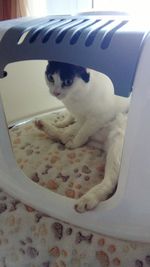 Close-up of cat sitting