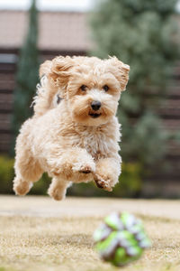 Portrait of puppy