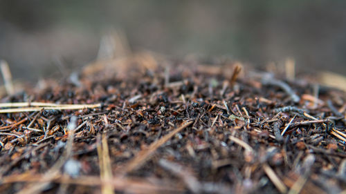 Close-up of dried plant on field