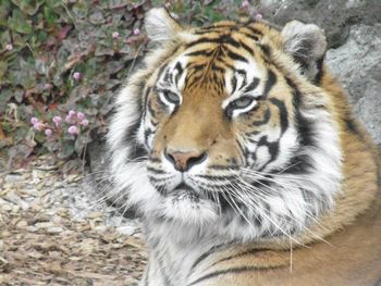 Close up of tiger in zoo