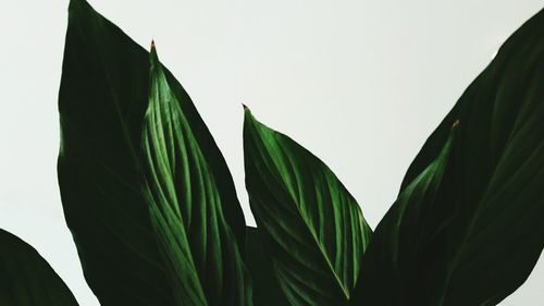 Low angle view of palm trees against clear sky