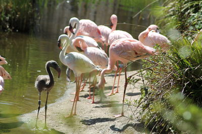 Flamingos in a lake