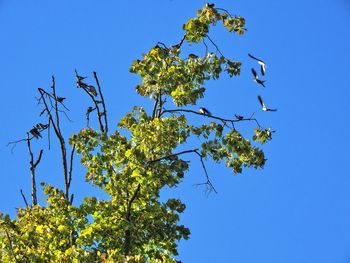 Low angle view of tree against clear blue sky