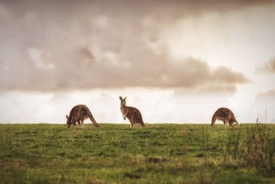 Kangaroos on grassy field against cloudy sky