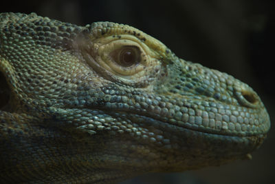 Close-up of lizard