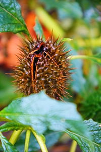 Close-up of bee on plant