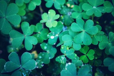 Shamrock close-up of raindrops on green leaves