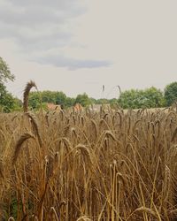 Wheat field against sky