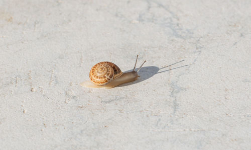 Small snail basks on a white tile