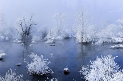 Reflection of trees in lake