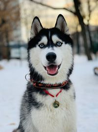 Portrait of dog during winter