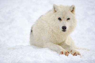 Close-up portrait of wolf on snow covered land