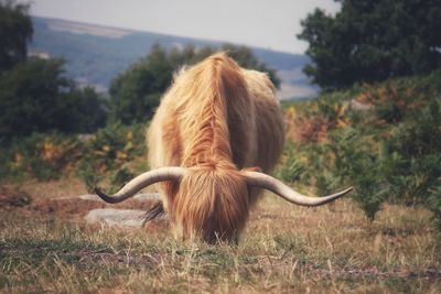 Horse in a field