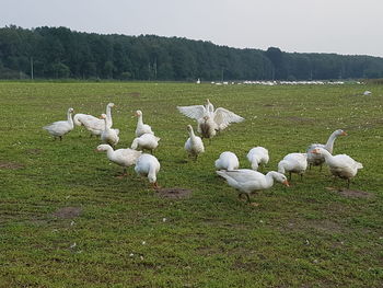 Swans on field against sky