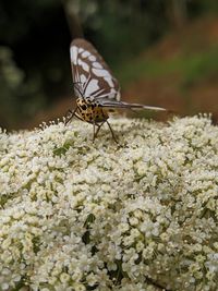 Close-up of butterfly pollinating on flower